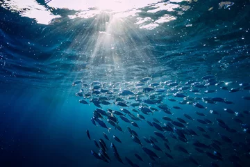 Wilde Unterwasserwelt mit Thunfischen © artifirsov