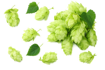 Hop cones isolated on white background. Beer brewing ingredients. Beer brewery concept. Beer...