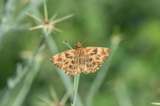 Hesperiidae / Hatmi Zıpzıpı / / Carcharodus alceae