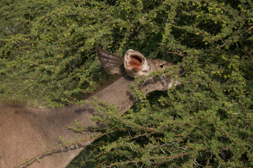 South African Safari wildlife kudu cow