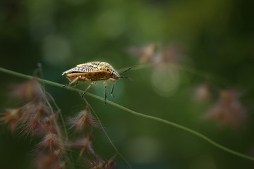 insects tickle branches