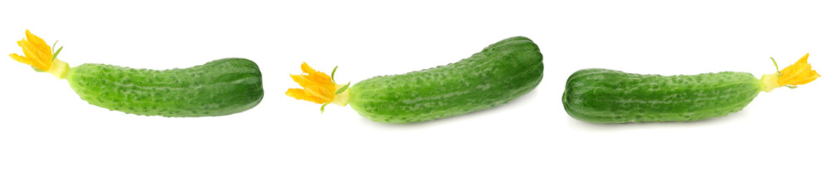 one fresh cucumbers isolated on white background