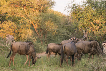 South African Safari wildlife Blue wildebeest