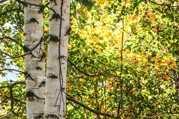 Detail of two birch (Betula pendula) trees bark, sun shining through autumn leaves in background.