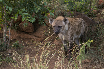 South African Safari wildlife spotted hyena