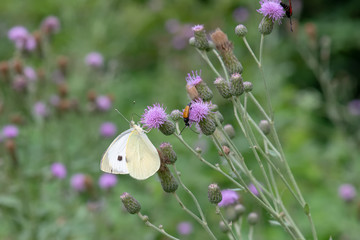 Pieridae / Küçük Beyazmelek / / Pieris rapae