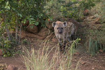 Fototapeta premium South African Safari wildlife spotted hyena