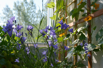 Obraz premium Picturesque garden on the balcony. Cozy design of greening home. Violet bellflowers and orange thunbergia flowers.