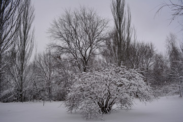 Fototapeta premium Trees and bushes in city park after snowfall. Winter landscape.