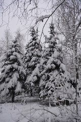 Forest in snow. Winter in Russia. Snowy spruces in overcast day.