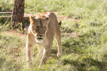 South African Safari wildlife lions
