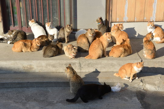Cats of aosima in Ozu City, Ehime Prefecture, Japan