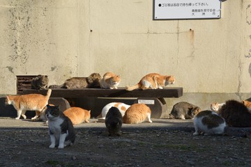 Cats of aosima in Ozu City, Ehime Prefecture, Japan
