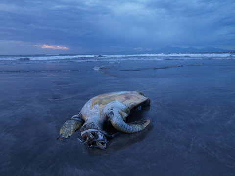dead sea turtle on kute bach, bali, indonesia, killed by a boat propeller