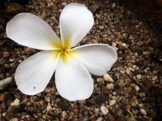 Tropical flowers frangipani (plumeria) on brown gravel.