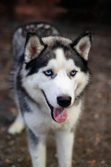 Naklejka na ściany i meble The Siberian Husky is a medium size working dog breed that originated in northeast asia It is recognizable by its thickly furred double coat erect triangular ears and distinctive markings.
