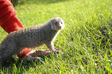 Little mongoose on the grass