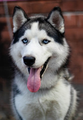 The Siberian Husky  is a medium size working dog breed that originated in northeast asia It is recognizable by its thickly furred double coat erect triangular ears and distinctive markings.