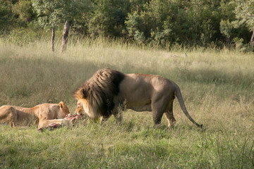 Obraz na płótnie Canvas South African Safari wildlife lions