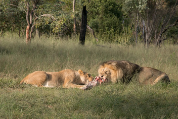 South African Safari wildlife lions