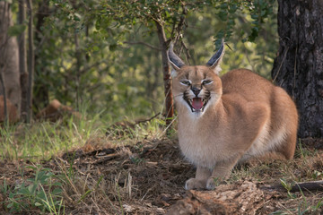 South African Safari wildlife caracal