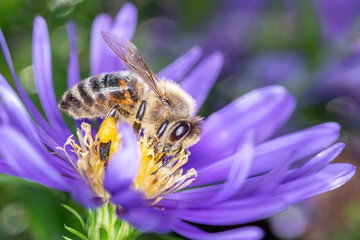 Bee pollinates an aster