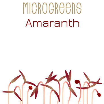 Microgreens Red Amaranth. Seed packaging design. Sprouting seeds of a plant