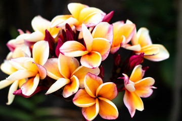 Red frangipani flowers or plumeria  rubra base petals have yellow end petals have white mixed pink planted in the garden.