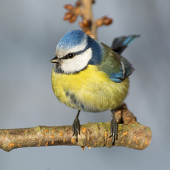 Blue tit (Parus caeruleus) on a branch cherries. 