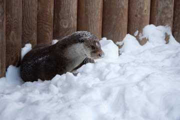 Obraz premium Otter in the snow