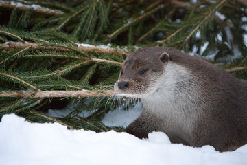 Otter in the snow