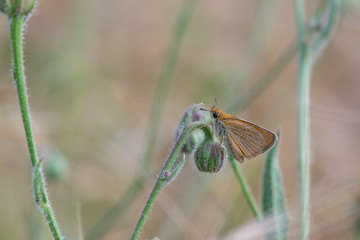 Hesperiidae / Sarı Antenli Zıpzıp / / Thymelicus sylvestris