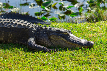 Alligator head. Everglades National Park. Florida. USA. 