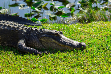 Alligator head. Everglades National Park. Florida. USA. 