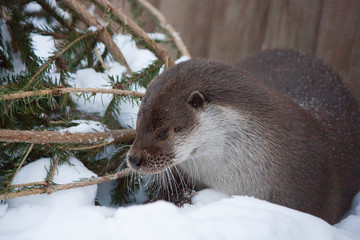 Otter in the snow