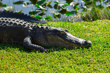 Alligator head. Everglades National Park. Florida. USA. 