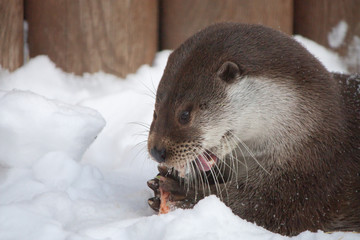 Otter eats fish in the snow