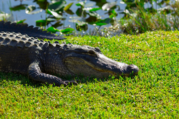 Alligator head. Everglades National Park. Florida. USA. 