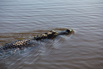 Alligator head. Everglades National Park. Florida. USA. 