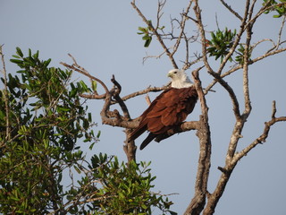 Proud look eagle sitting on a tree in the national Park Yala.