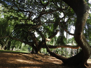 Ficus Benjamin proudly spread its branches in the botanical garden of Kandy.