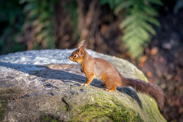 Red Squirrel on a moss covered Rock
