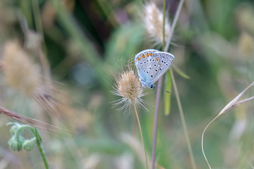Lycaenidae / Çokgözlü Mavi / / Polyommatus icarus
