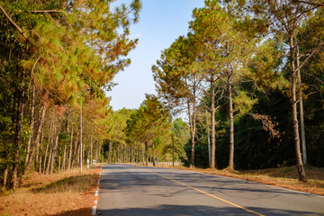 road in the forest