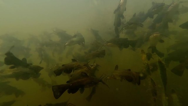 Schwarzer Zwergwels, Schwarzer Katzenwels (Ameiurus melas, auch Ictalurus nebulosus)