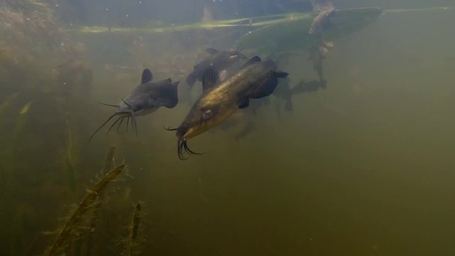 Schwarzer Zwergwels, Schwarzer Katzenwels (Ameiurus melas, auch Ictalurus nebulosus)
