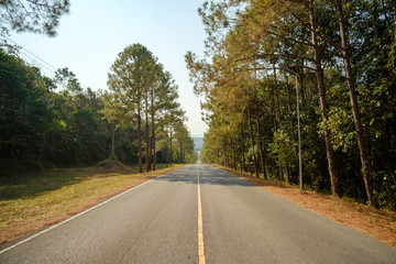 road in the forest