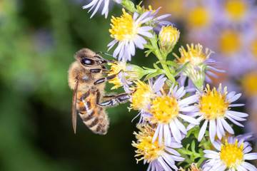 Bee pollinates a Blossom