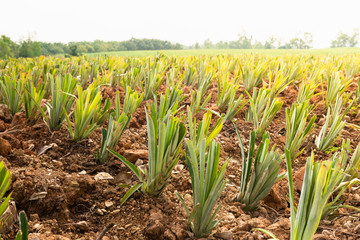 Obraz premium Landscape of Pineapple Plantation Thailand