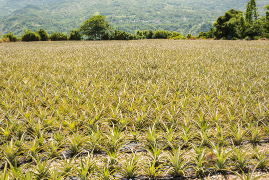landscape of pineapple farm